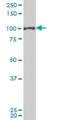 Splicing Factor Proline And Glutamine Rich antibody, H00006421-M01, Novus Biologicals, Western Blot image 