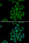 Phospholipid Scramblase 1 antibody, 22-409, ProSci, Immunofluorescence image 