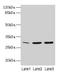 General Transcription Factor IIF Subunit 2 antibody, LS-C396062, Lifespan Biosciences, Western Blot image 