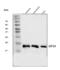 Eukaryotic Translation Initiation Factor 5A antibody, A01727-4, Boster Biological Technology, Western Blot image 