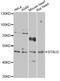 Staufen Double-Stranded RNA Binding Protein 2 antibody, LS-C749129, Lifespan Biosciences, Western Blot image 