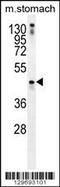 Tripartite Motif Containing 69 antibody, 56-233, ProSci, Western Blot image 