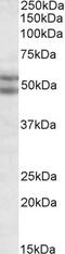 BCL2 Associated Athanogene 5 antibody, 45-318, ProSci, Enzyme Linked Immunosorbent Assay image 