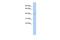 Lamin Tail Domain Containing 1 antibody, PA5-43952, Invitrogen Antibodies, Western Blot image 