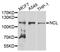 Nucleolin antibody, STJ29927, St John