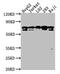 Heat Shock Protein Family A (Hsp70) Member 1 Like antibody, CSB-PA010823HA01HU, Cusabio, Western Blot image 