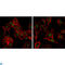 DEAD-Box Helicase 4 antibody, LS-C812568, Lifespan Biosciences, Immunofluorescence image 