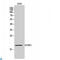 Putative beta-glucuronidase-like protein SMA3 antibody, LS-C813427, Lifespan Biosciences, Western Blot image 