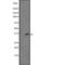 Fructosamine 3 Kinase antibody, PA5-67819, Invitrogen Antibodies, Western Blot image 