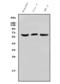 Arylsulfatase E antibody, A10294-2, Boster Biological Technology, Western Blot image 