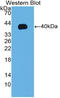 Insulin Like Growth Factor 1 antibody, LS-C294640, Lifespan Biosciences, Western Blot image 