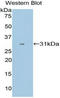 Cytochrome P450 Family 1 Subfamily A Member 1 antibody, LS-C293627, Lifespan Biosciences, Western Blot image 