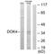 Docking Protein 4 antibody, A11549, Boster Biological Technology, Western Blot image 