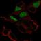 POU Class 3 Homeobox 3 antibody, PA5-65993, Invitrogen Antibodies, Immunofluorescence image 
