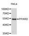 Kruppel Like Factor 17 antibody, STJ111637, St John