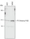 PI3 Kinase p110 beta antibody, MAB2686, R&D Systems, Western Blot image 