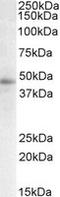 Signal Transducing Adaptor Family Member 2 antibody, LS-B8288, Lifespan Biosciences, Western Blot image 