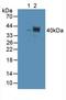 Tubulin Delta 1 antibody, LS-C296840, Lifespan Biosciences, Western Blot image 