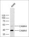 Calcium/Calmodulin Dependent Protein Kinase IV antibody, orb101526, Biorbyt, Western Blot image 