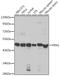 Flap endonuclease 1 antibody, GTX32600, GeneTex, Western Blot image 