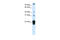 Chorionic somatomammotropin hormone antibody, 29-269, ProSci, Enzyme Linked Immunosorbent Assay image 