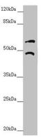 TRIM31 antibody, LS-C676646, Lifespan Biosciences, Western Blot image 