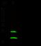 Family With Sequence Similarity 3 Member C antibody, 15678-T60, Sino Biological, Western Blot image 