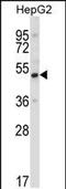 Upstream-binding protein 1 antibody, PA5-35138, Invitrogen Antibodies, Western Blot image 