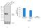 Programmed Cell Death 4 antibody, 702494, Invitrogen Antibodies, Western Blot image 