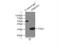 Heme Oxygenase 1 antibody, 10701-1-AP, Proteintech Group, Immunoprecipitation image 