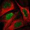 PHD Finger Protein 2 antibody, PA5-52749, Invitrogen Antibodies, Immunofluorescence image 