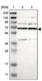 Pre-MRNA Processing Factor 39 antibody, PA5-51528, Invitrogen Antibodies, Western Blot image 