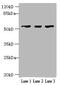 Interferon Induced Protein With Tetratricopeptide Repeats 5 antibody, A59462-100, Epigentek, Western Blot image 