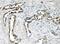 C-X-C Motif Chemokine Receptor 1 antibody, PA2080, Boster Biological Technology, Immunohistochemistry frozen image 