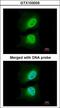 Chromosome Segregation 1 Like antibody, LS-C185515, Lifespan Biosciences, Immunocytochemistry image 