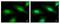 Proteasome Inhibitor Subunit 1 antibody, PA5-21603, Invitrogen Antibodies, Immunofluorescence image 