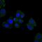 Hereditary hemochromatosis protein antibody, GTX60503, GeneTex, Immunofluorescence image 