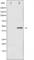 Cell Division Cycle 37 antibody, abx011870, Abbexa, Western Blot image 