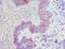 Ecto-NOX Disulfide-Thiol Exchanger 2 antibody, LS-C675717, Lifespan Biosciences, Immunohistochemistry paraffin image 