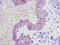 Ecto-NOX disulfide-thiol exchanger 2 antibody, LS-C675717, Lifespan Biosciences, Immunohistochemistry paraffin image 