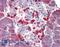 Caspase 4 antibody, LS-B3793, Lifespan Biosciences, Immunohistochemistry paraffin image 