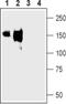 Solute Carrier Family 12 Member 1 antibody, PA5-77549, Invitrogen Antibodies, Western Blot image 