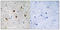 Mitochondrial transcription termination factor 1 antibody, LS-C120437, Lifespan Biosciences, Immunohistochemistry frozen image 