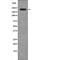 Myosin light chain kinase, smooth muscle antibody, PA5-64764, Invitrogen Antibodies, Western Blot image 