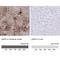 Aquaporin 4 antibody, PA5-53234, Invitrogen Antibodies, Immunohistochemistry paraffin image 
