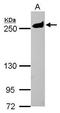 Myosin Heavy Chain 9 antibody, PA5-29673, Invitrogen Antibodies, Western Blot image 