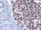 Leucine Zipper And EF-Hand Containing Transmembrane Protein 1 antibody, NBP1-33433, Novus Biologicals, Immunohistochemistry frozen image 