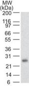 RUNX Family Transcription Factor 3 antibody, NBP2-22391, Novus Biologicals, Western Blot image 