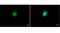 Major Histocompatibility Complex, Class II, DR Alpha antibody, GTX113732, GeneTex, Immunofluorescence image 