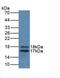 Interleukin 2 antibody, LS-C706363, Lifespan Biosciences, Western Blot image 